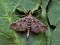 Dupenchelia_fovealis_jm1599s