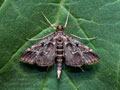 Dupenchelia_fovealis_jm1614s