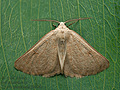 Dyscia_penulataria_jh6699s