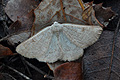 Dyscia_penulataria_jh6728