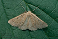 Dyscia_penulataria_ji4290s