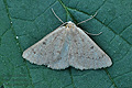 Dyscia_penulataria_ji4313