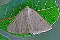 Dyscia_penulataria_re3334
