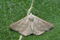 Dyscia_raunaria_ja5113s