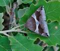 Dysgonia_algira_re3012