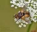 Echinomyia_fera_be0086