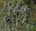 Echinops_sphaerocephalus_ai7242