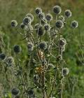 Echinops_sphaerocephalus_ai7248