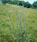 Echium_italicum_4493