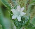 Echium_italicum_ak7933