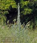 Echium_italicum_ak8761