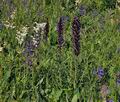 Echium_maculatum_jd8054