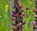 Echium_maculatum_jd8068