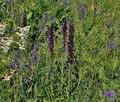 Echium_maculatum_jd8073