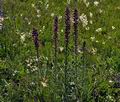 Echium_maculatum_jd8083