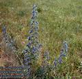 Echium_vulgare_4744