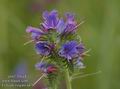 Echium_vulgare_a478