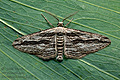 Ecleora_solieraria_jh3763s