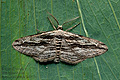 Ecleora_solieraria_jh3779s