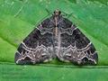 Ecliptopera_silaceata_cm8147s