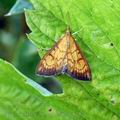Ecpyrrhorrhoe_rubiginalis_ak8404