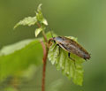 Ectobius_sylvestris_ah9094