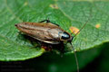 Ectobius_sylvestris_cd8328s