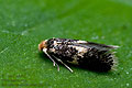Ectoedemia_albifasciella_jd8665s
