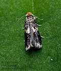 Ectoedemia_albifasciella_jd8674s