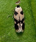 Ectoedemia_decentella_jm7050s