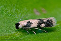 Ectoedemia_decentella_jm7066s