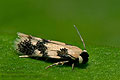 Ectoedemia_decentella_jm7108s