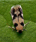 Ectoedemia_decentella_jm7122s