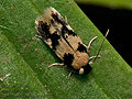 Ectoedemia_decentella_jm7132s