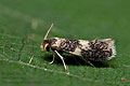 Ectoedemia_subbimaculella_ct9073s
