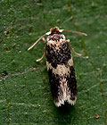 Ectoedemia_subbimaculella_ct9080s