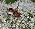 Ectophasia_crassipennis_bd3804