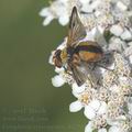 Ectophasia_crassipennis_dd2565