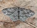 Ectropis_crepuscularia_cg7412