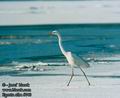 Egretta_alba_6740