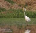 Egretta_alba_aa6888