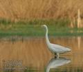 Egretta_alba_aa6929