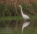 Egretta_alba_aa6946