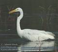 Egretta_alba_db0464