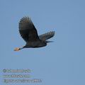 Egretta_ardesiaca_ed9932