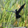 Egretta_ardesiaca_ed9955