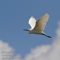 Egretta_garzetta_hd8154