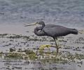 Egretta_gularis_ph2275