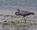 Egretta_gularis_ph2275