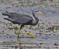 Egretta_gularis_ph2314